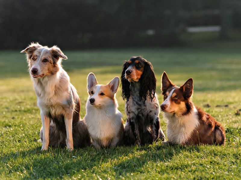 DOG ACADEMY hondentraining